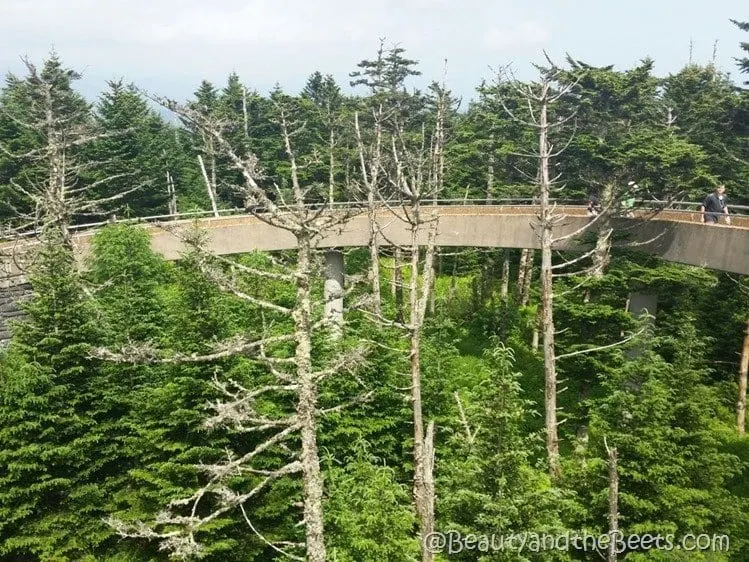 Clingmans Dome walkway Beauty and the Beets