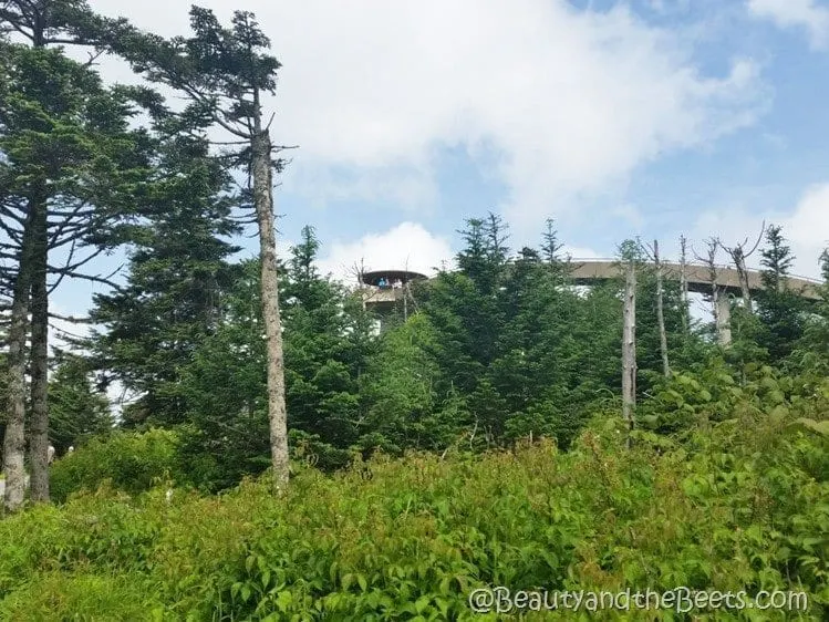 Smoky Mountains Clingmans Dome _ Beauty and the Beets