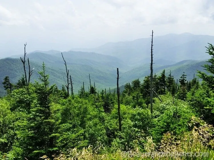 The Great Smoky Mountains Beauty and the Beets