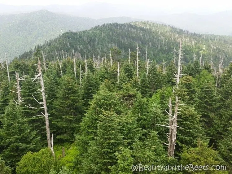 The Smoky Mountains Beauty and the Beets