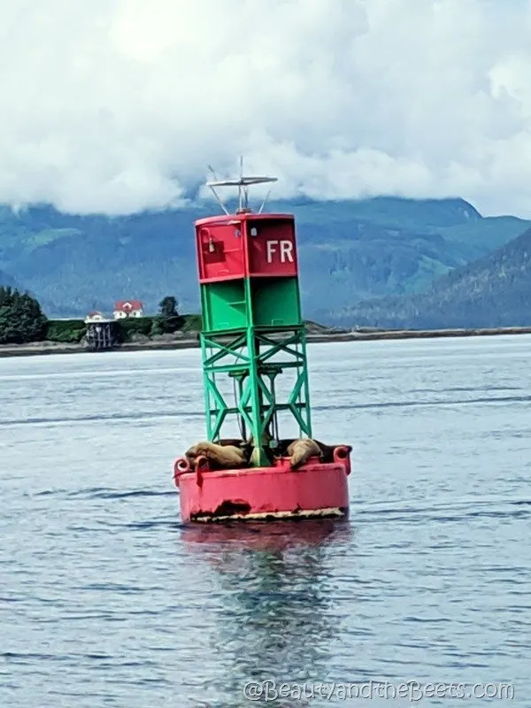 Auke Bay Sea Lions Beauty and the Beets