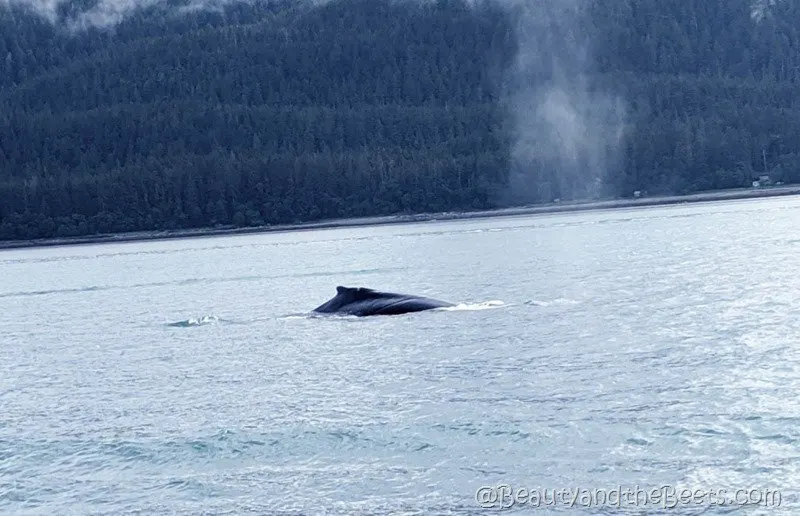 Juneau Tours Whale Watching Alaska Beauty and the Beets