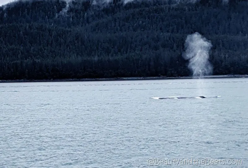 Juneau Whale Watching Tour Alaska Beauty and the Beets