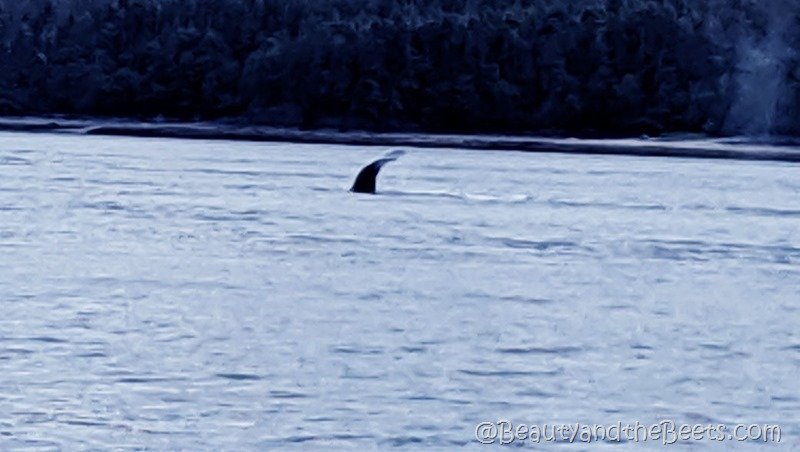Whale Fluke Juneau Whale tour Beauty and the Beets