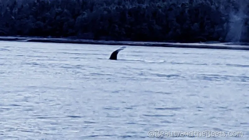 Whale Fluke Juneau Whale tour Beauty and the Beets