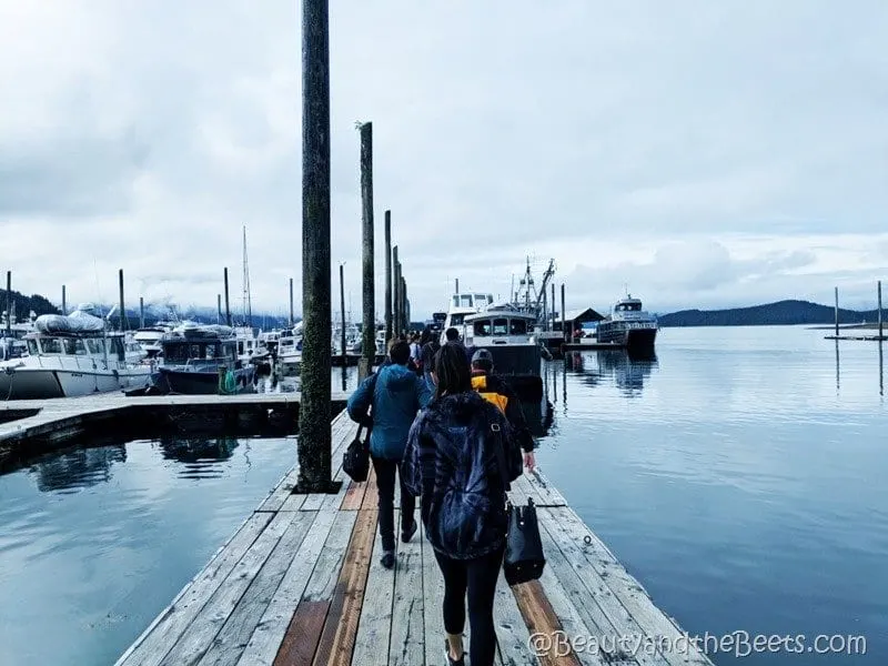 Whale Watch Alaska Auke Bay Beauty and the Beets