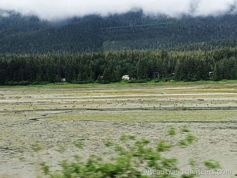 bald eagles Juneau Alaska Beauty and the Beets