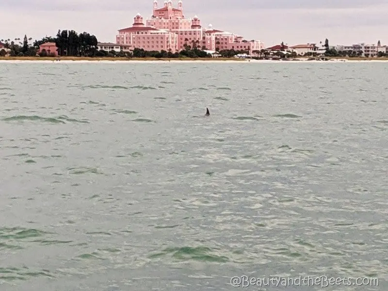 The Don CeSar dolphin St Pete Beach Beauty and the Beets