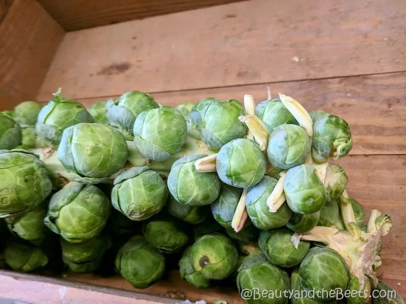 Brussels Sprouts on the stalk California Beauty and the Beets