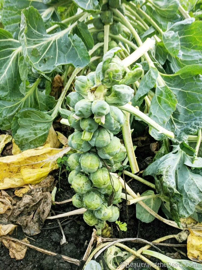Brussels sprouts stalk Blue House Farm San Gregorio California Beauty and the Beets