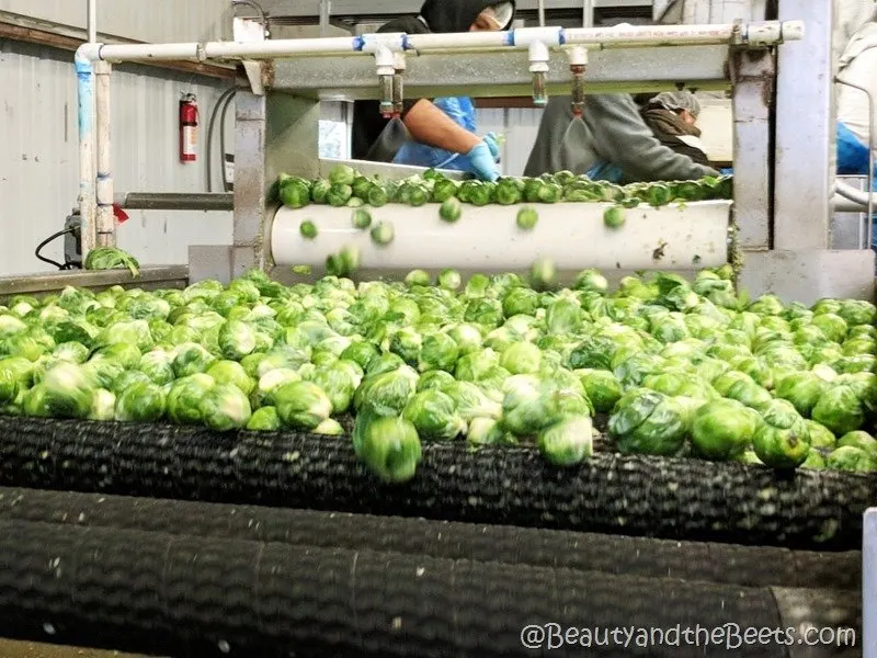 farming Brussels Sprouts Beauty and the Beets