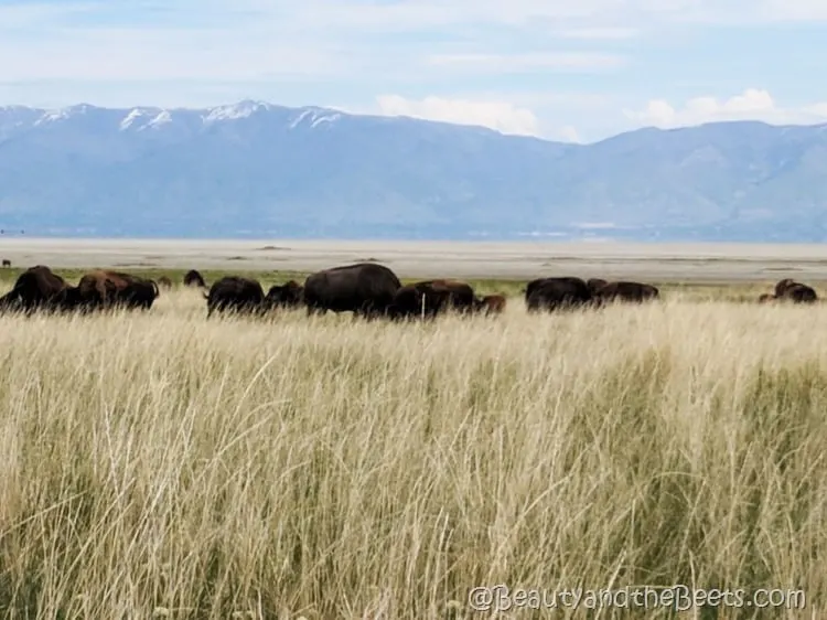 American Bison Antelope Island Fielding Garr Beauty and the Beets