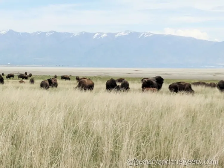 Antelope Island American Bison Beauty and the Beets