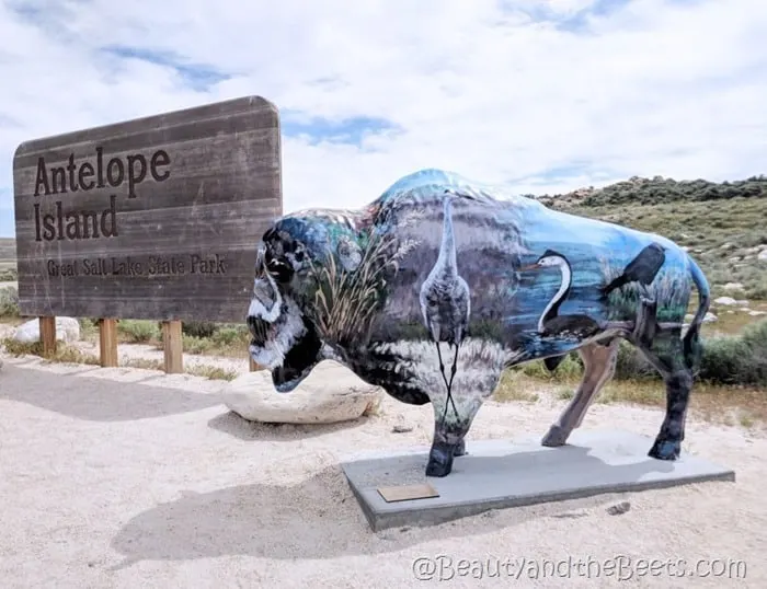 Antelope Island State Park Utah bird bison Beauty and the Beets