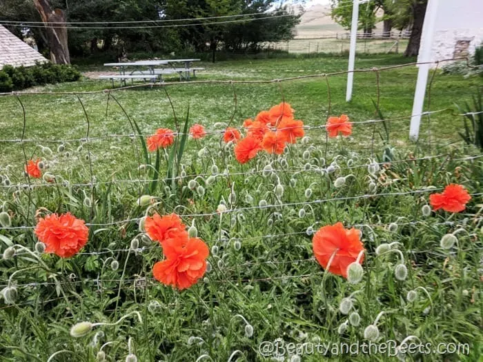 Antelope Island State Park orange flowers Beauty and the Beets