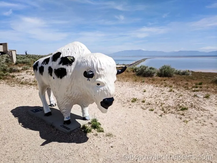 black white bison Antelope Island State Park Beauty and the Beets