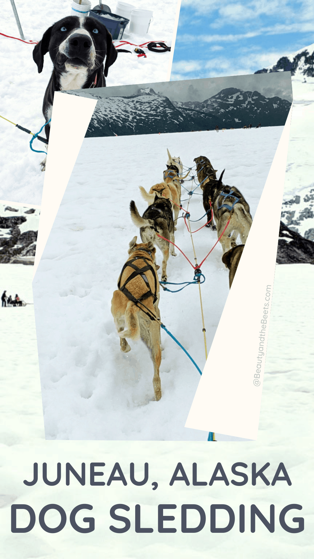 Glacier Dog Sledding Juneau, Alaska Beauty and the Beets