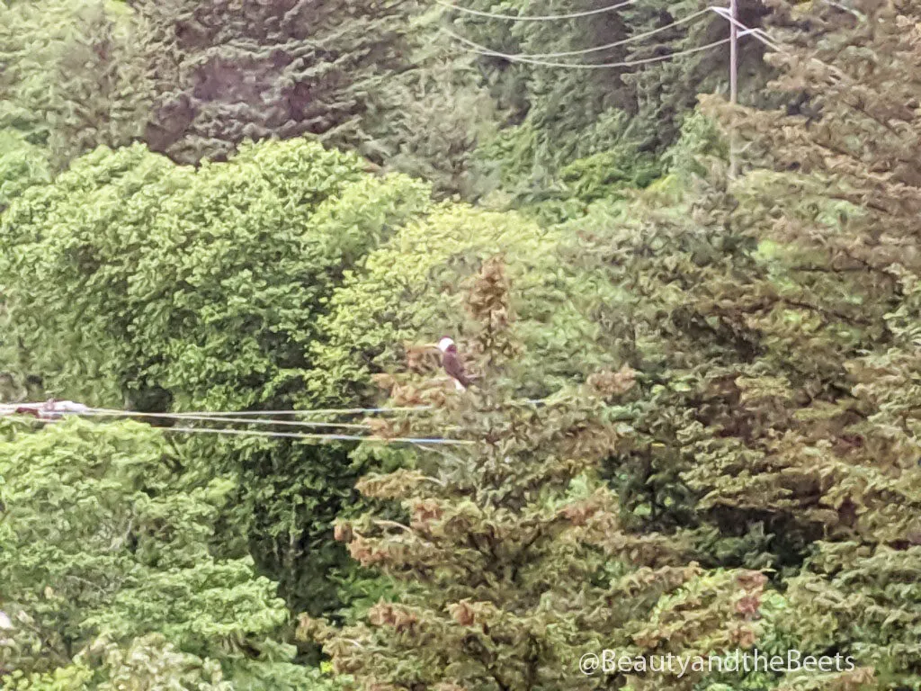 Bald eagles are spotted throughout the rain forest in Juneau, Alaska
