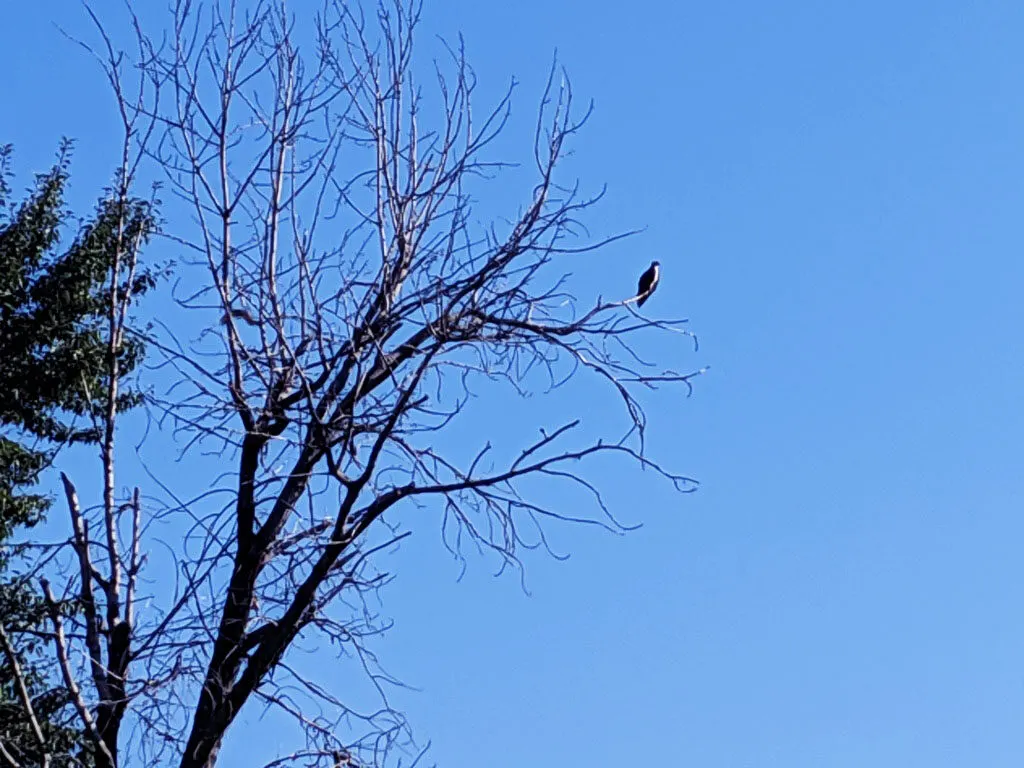 Missoula Montana bald eagle